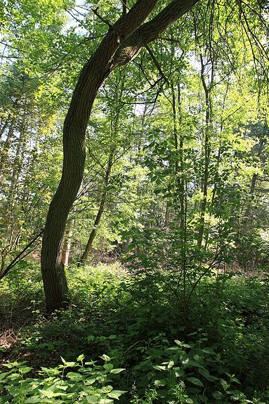Doolhofwandeling Turnhout