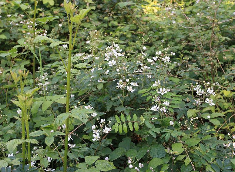Doolhofwandeling Turnhout
