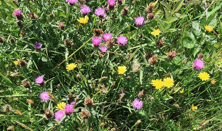 Doolhofwandeling Turnhout