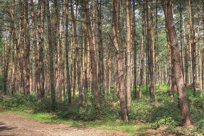 Looypad wandeling (Turnhout/Vosselaar)