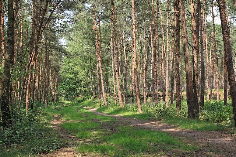 Looypad wandeling (Turnhout/Vosselaar)