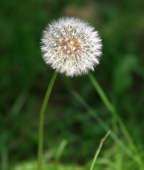 Looypad wandeling (Turnhout/Vosselaar)