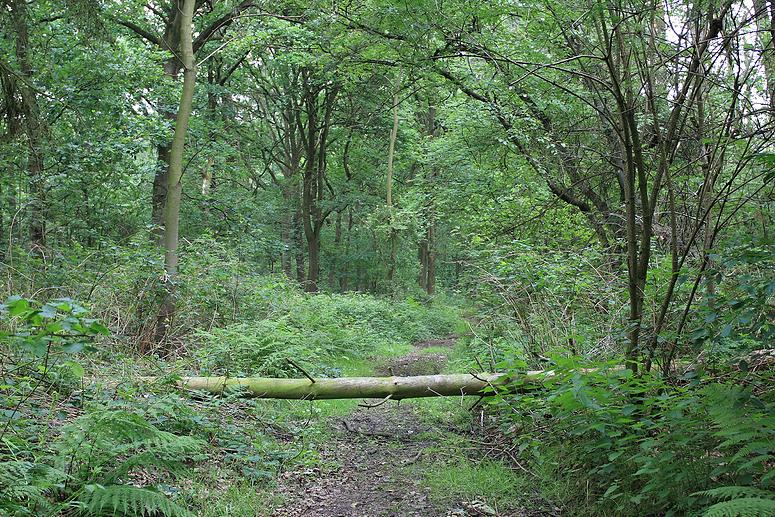 Looypad wandeling (Turnhout/Vosselaar)