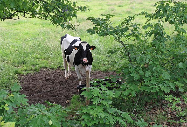 Looypad wandeling (Turnhout/Vosselaar)