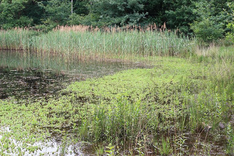 Raadsherenpark Turnhout