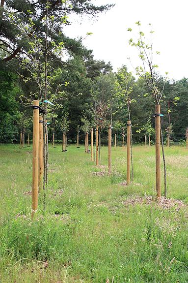 Raadsherenpark Turnhout