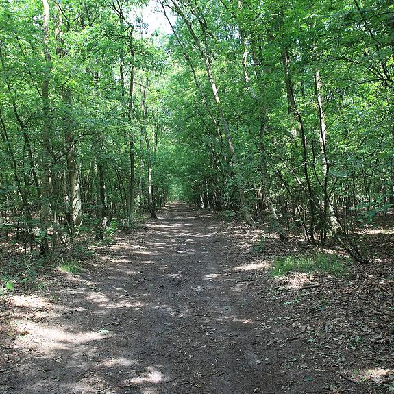 Dombergheide Wandeling Turnhout
