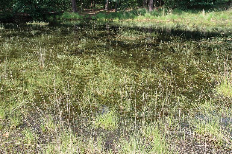 Dombergheide Wandeling Turnhout