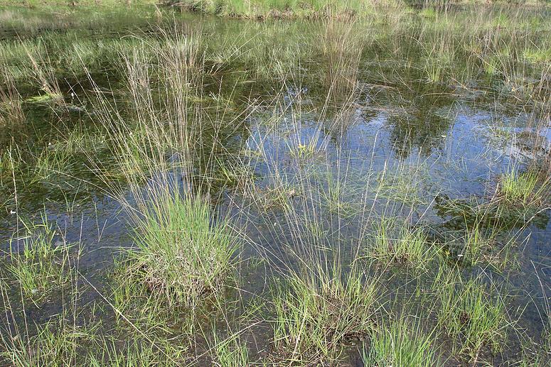 Dombergheide Wandeling Turnhout