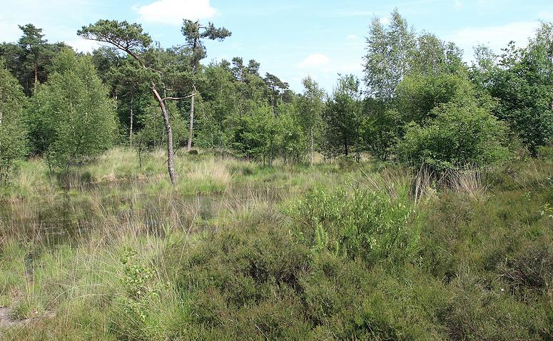Dombergheide Wandeling Turnhout