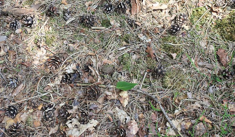 Dombergheide Wandeling Turnhout