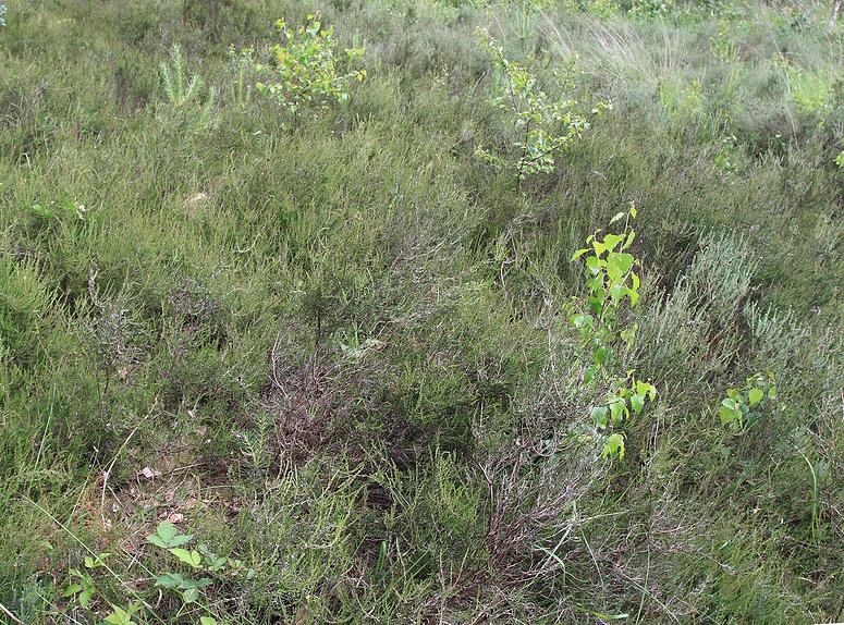 Dombergheide Wandeling Turnhout