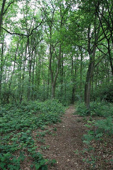 Dombergheide Wandeling Turnhout