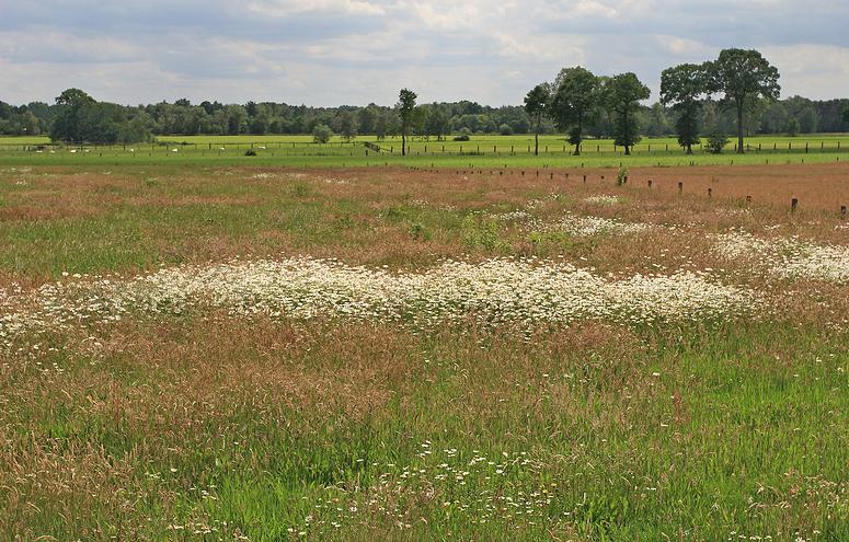 Kampheide wandeling Turnhout