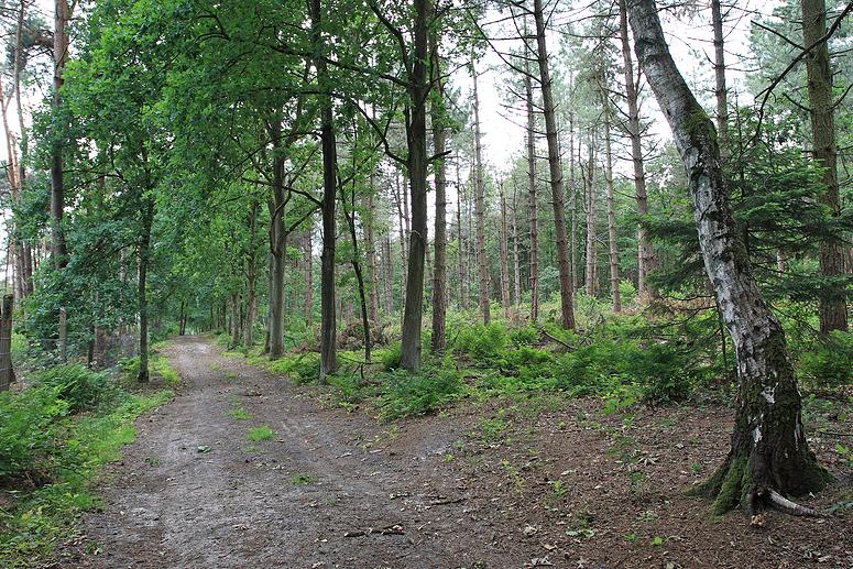 Kampheide wandeling Turnhout