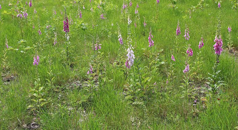Kampheide wandeling Turnhout