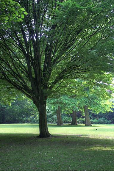 Stadspark Turnhout