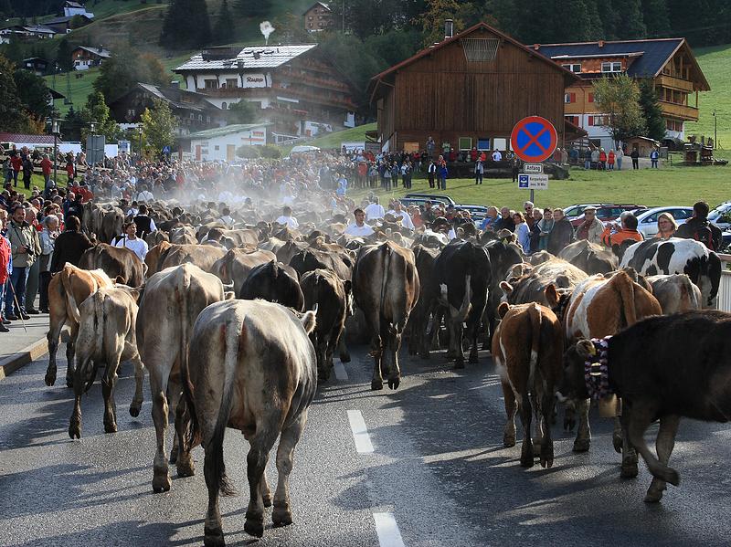 Kleinwalsertal 2007 - Viehscheid am 19.9.2007