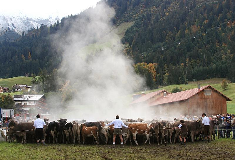 Kleinwalsertal 2007 - Viehscheid am 19.9.2007