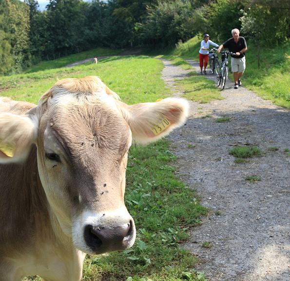 Fietsen aan de Bodensee