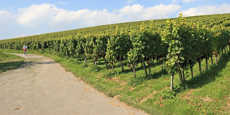 Fietsen aan de Bodensee