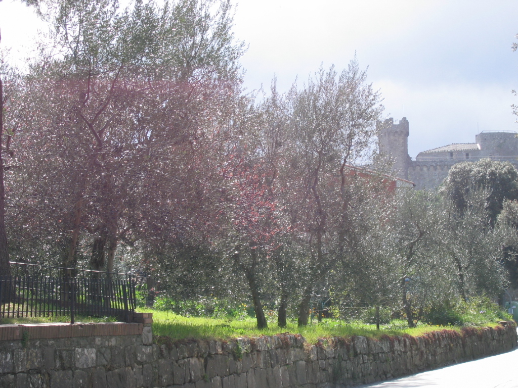 Do you want Olives?.JPG