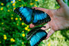 o6/83/459783/1/74955080.cdaK0qTD.butterflies.jpg