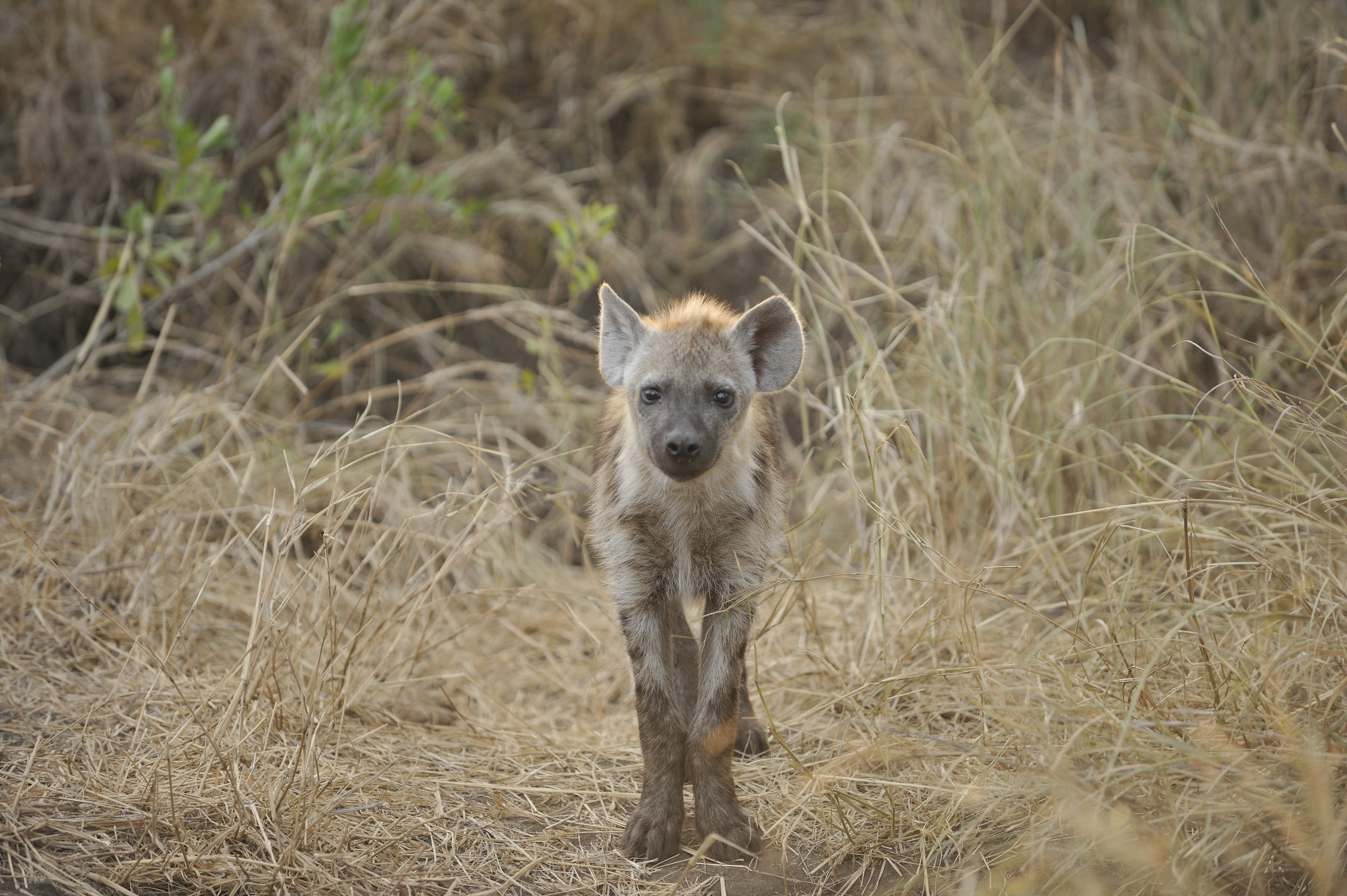 Hyena Pup 1