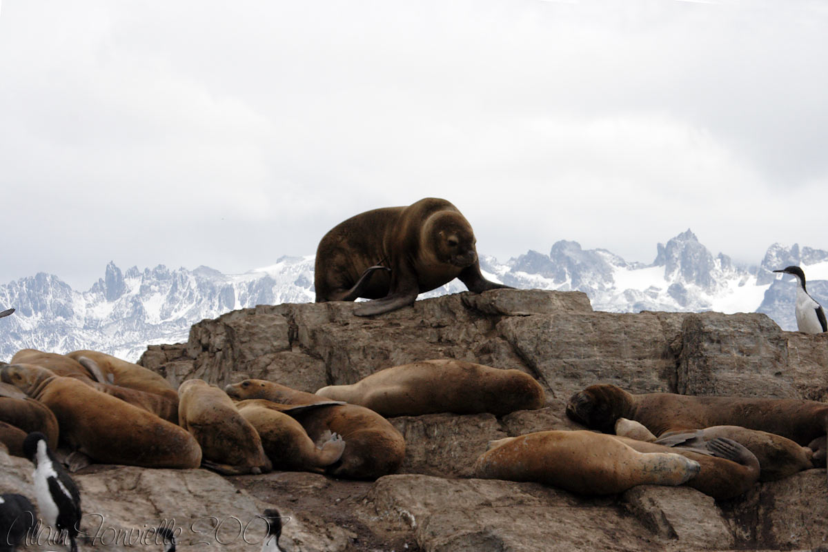 Sea Lions