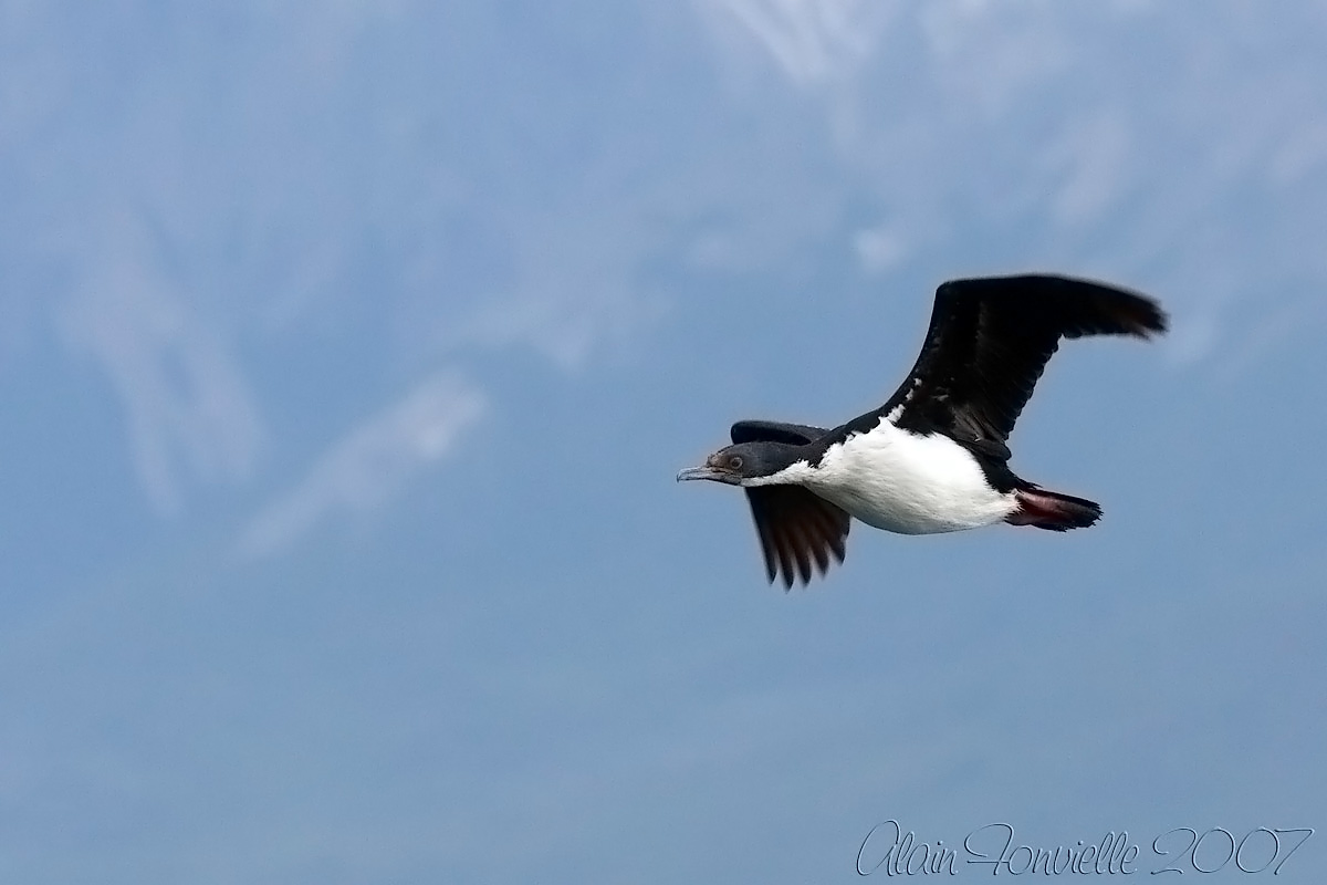 Cormoran royal