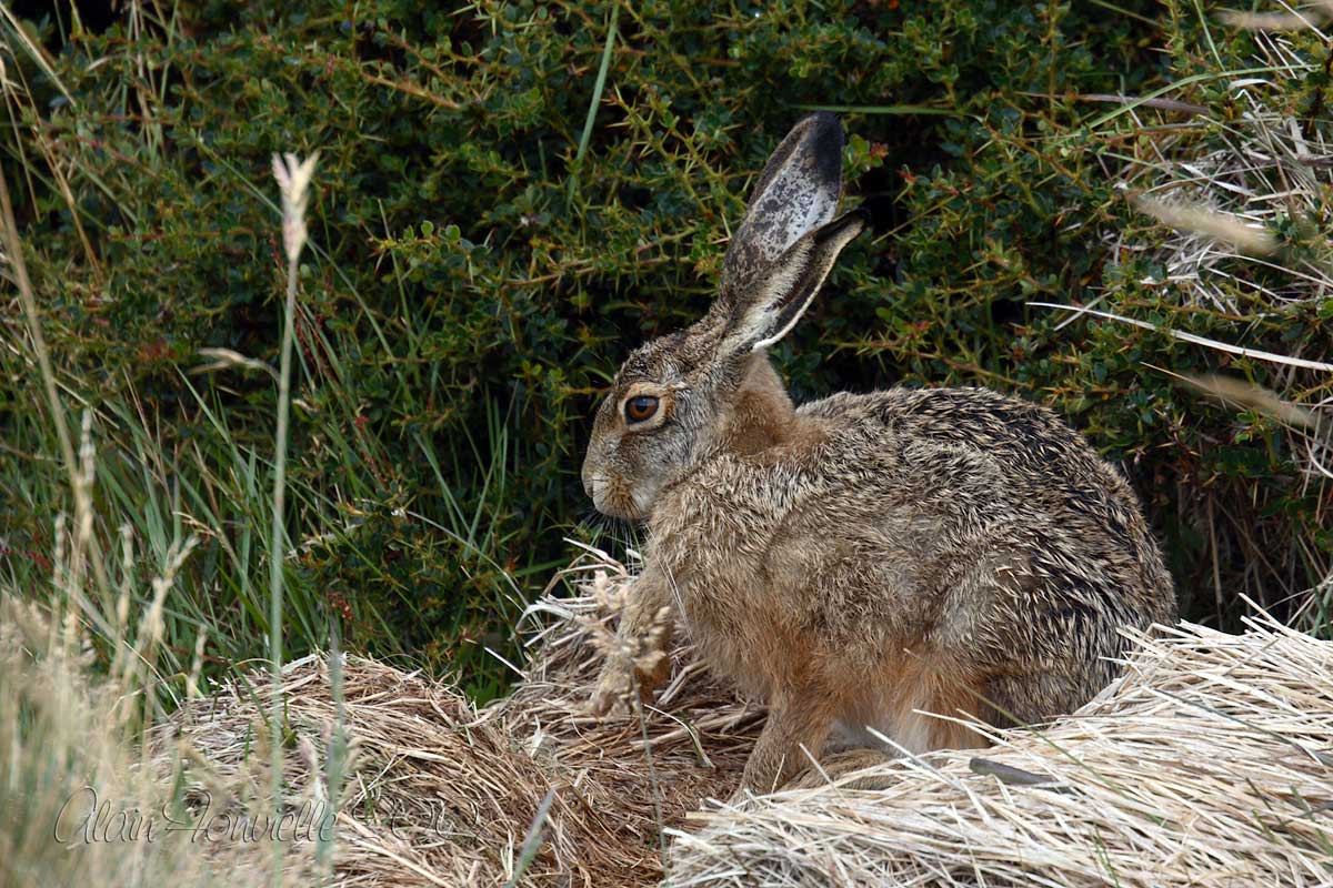 The hare makes its toilet / la toilette du livre