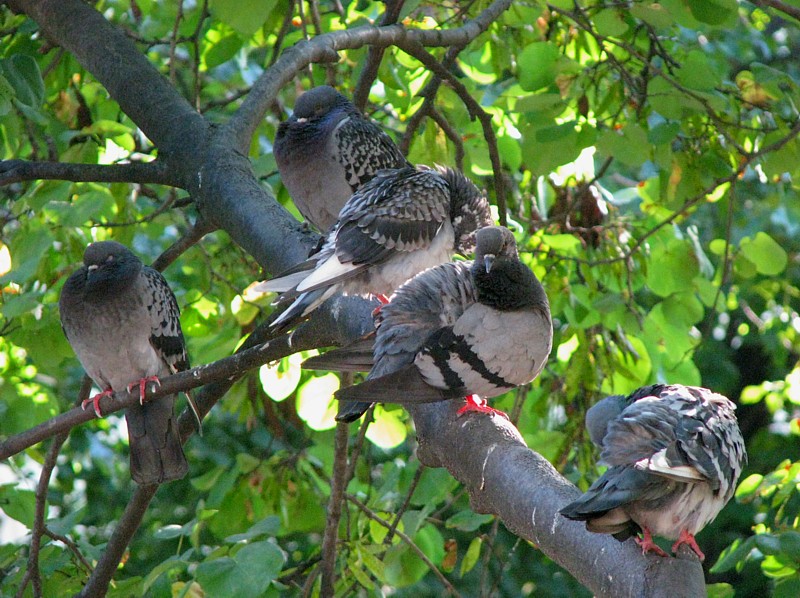 l'arbre  pigeons