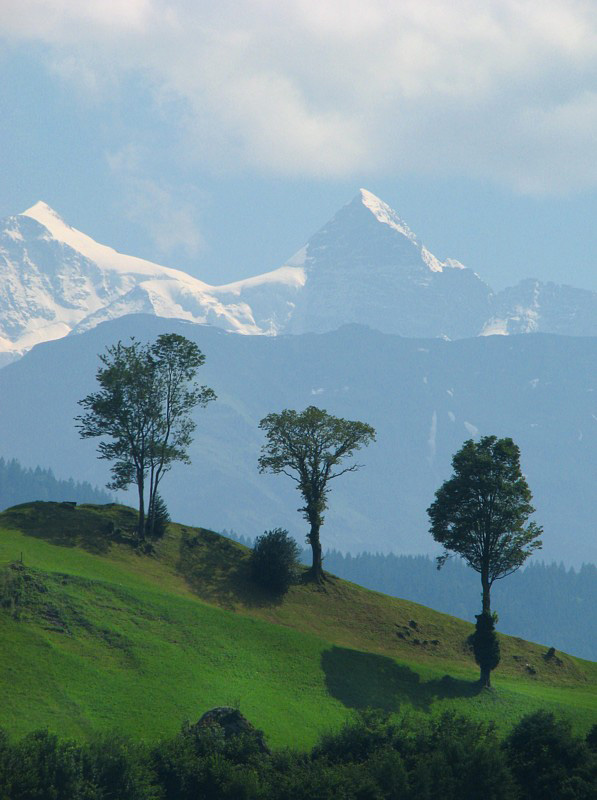 trois arbres devant les Alpes