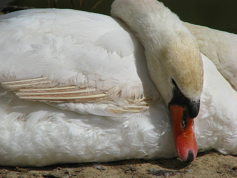 cygne en cage