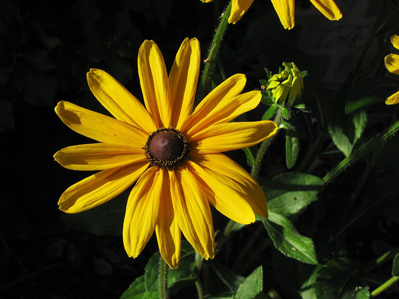 chrysanthme jaune