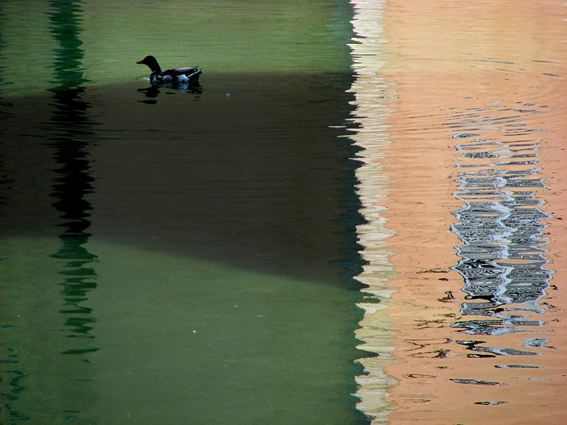 canard et reflet