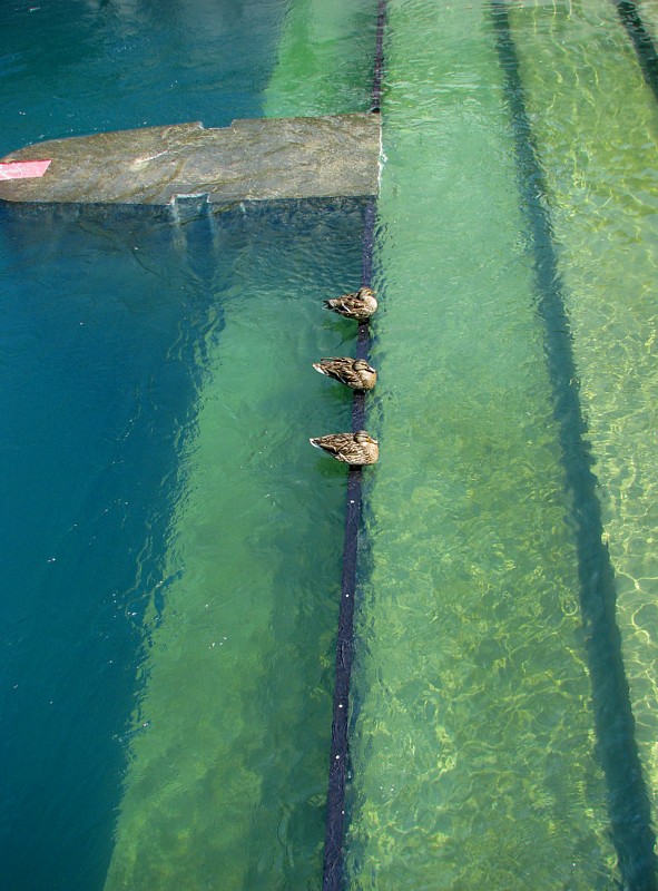 trois canards sur les marches