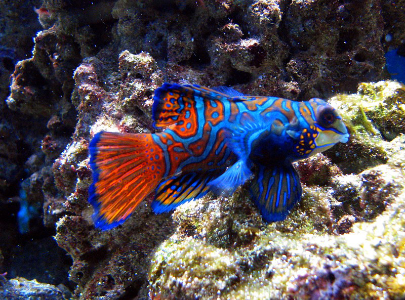 le poisson orange et bleu