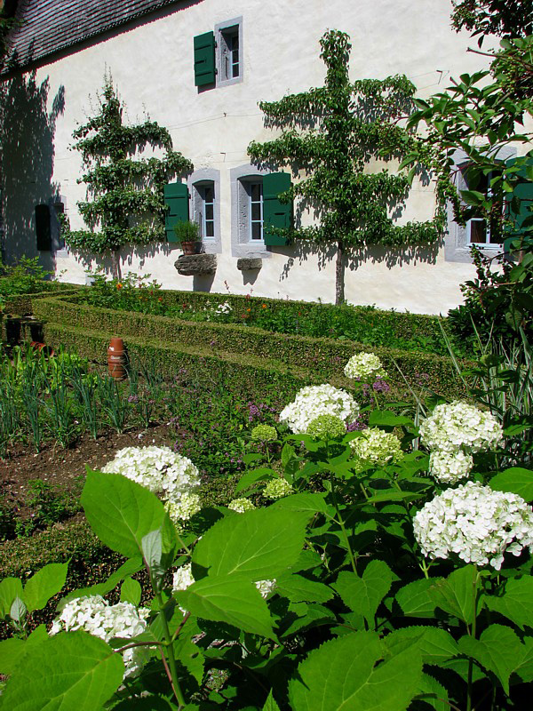 hortensias et ferme blanche