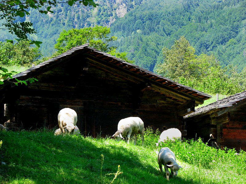 pays des moutons