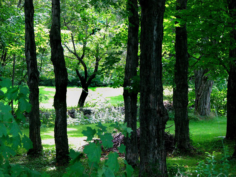 foret et clairire