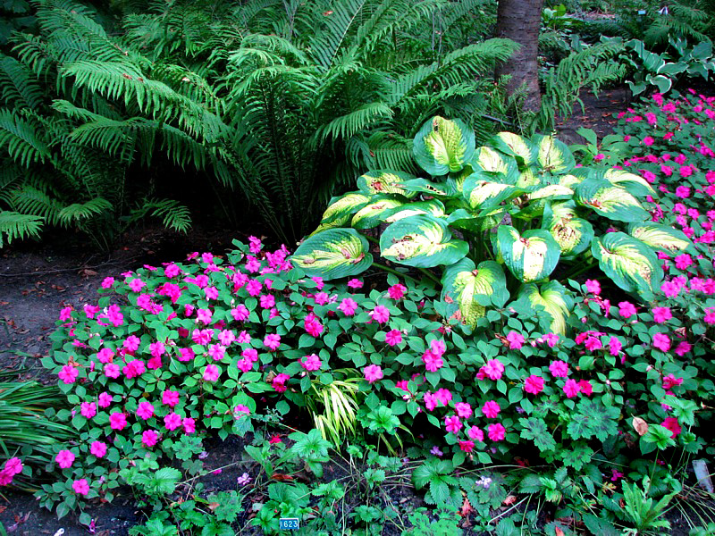 Parterre  lombre