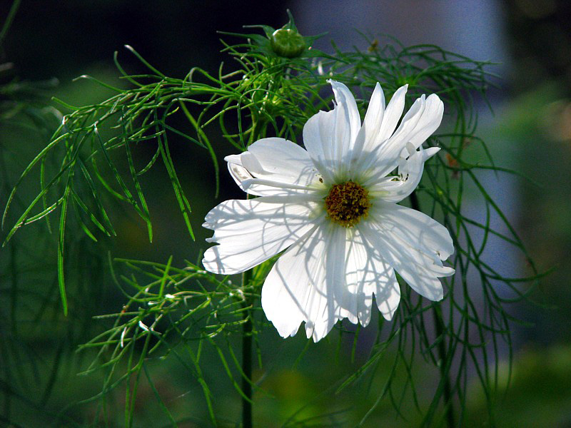 les fleurs blanches  contrejour