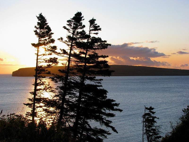 conifères devant l'Ile Bonaventure