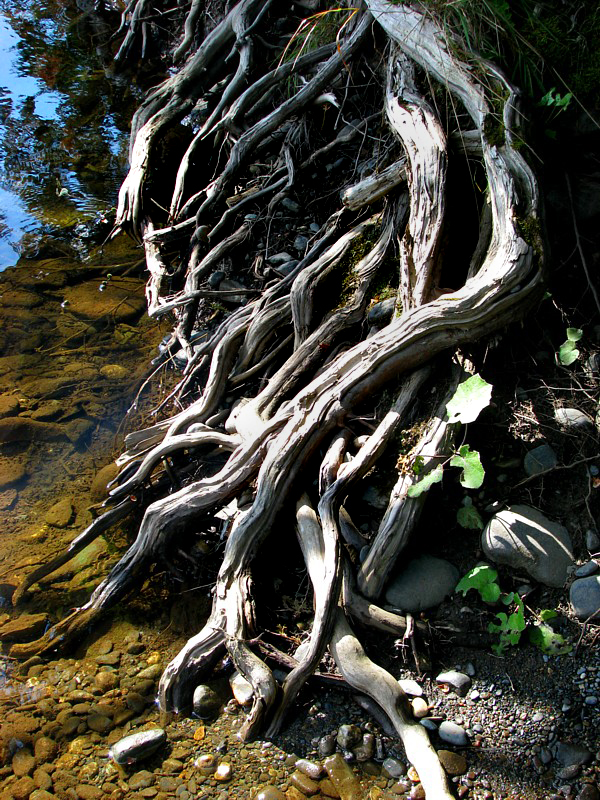racines sur la rive