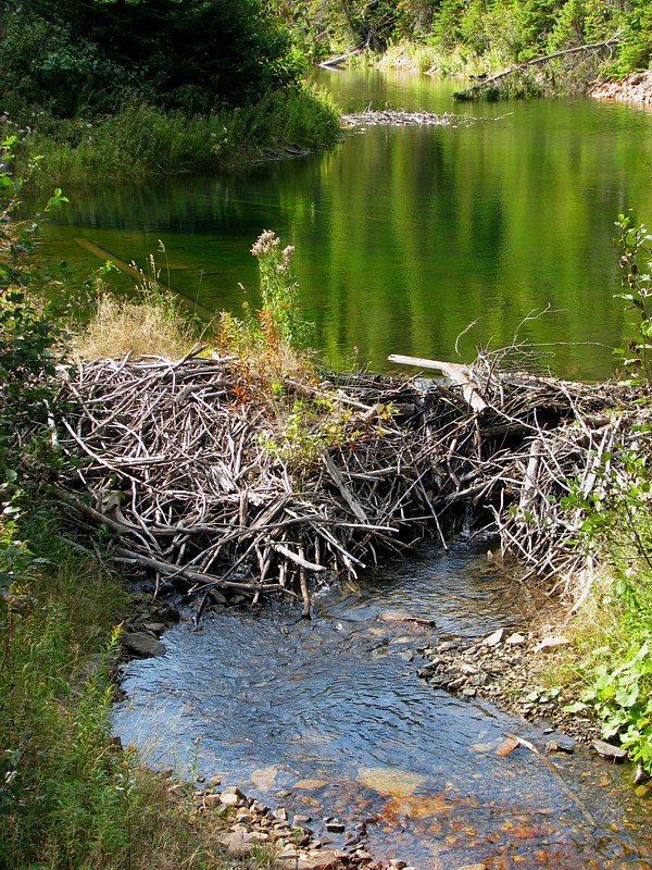 Beaver dam