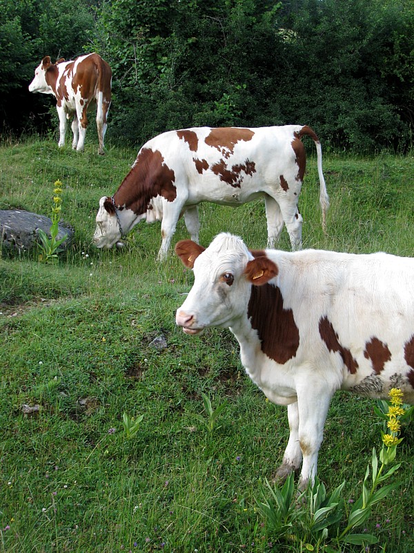 trois vaches au Salve