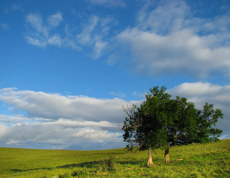 l'arbre  deux troncs