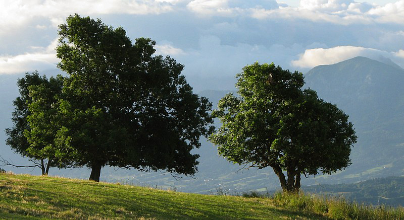 deux arbres magnifiques