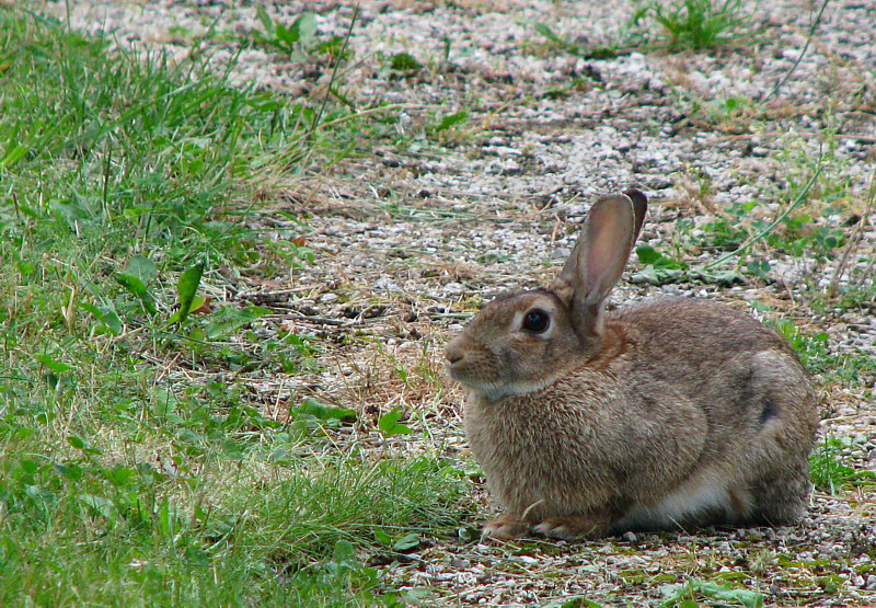 Le lapin de Christine